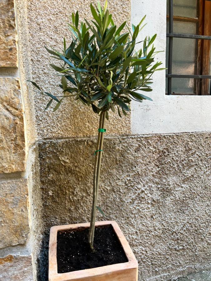 Seayou!***Charming 1-Bedroom Rental Unit In The Old City Center Of Cres Esterno foto